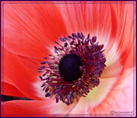 Anemonenhart.....