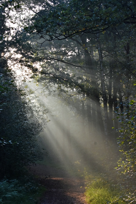 Zonneharpen in het bos