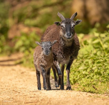 Lammetjes