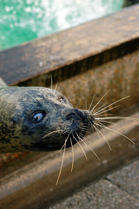 Zeehond