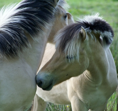 paarden