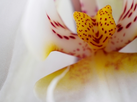 Orchidee (01)