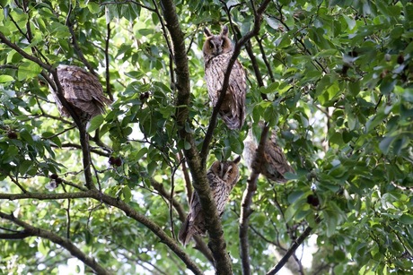 Ransuilen in de voortuin