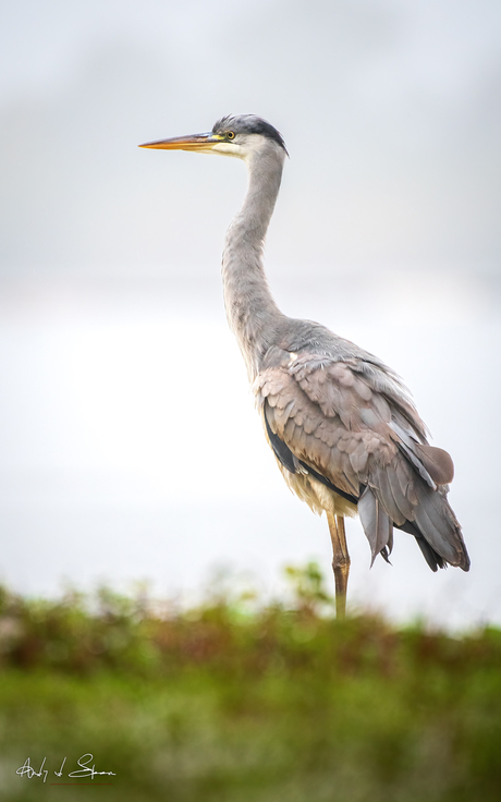 blauwe reiger