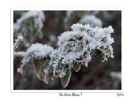 Un hiver blanc