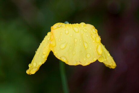 klaproos in de regen