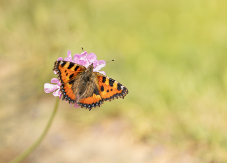 Ode aan de kleine vos