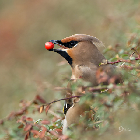 Pestvogel 