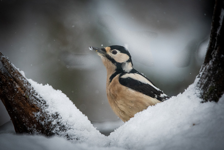Specht in de sneeuw