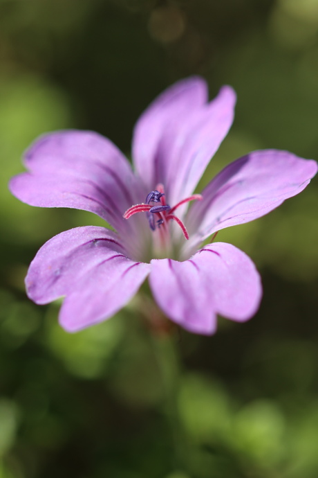 Flowerpower 
