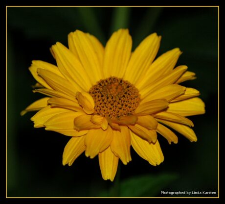 Yellow flower