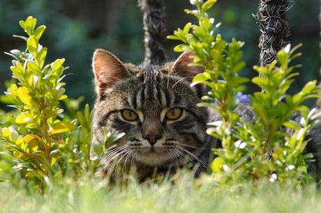 Diesel in de tuin