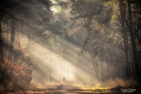 walking through the morning lights