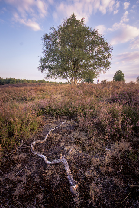 Dry heather