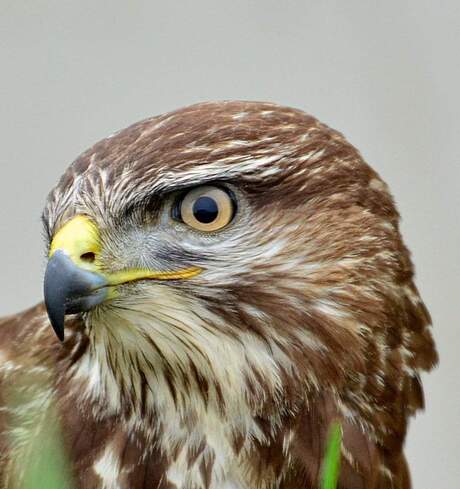 Buizerd