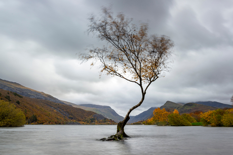 Wales, lonely tree