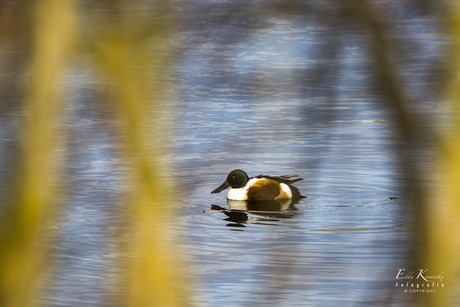 Slobeend tussen de takken.