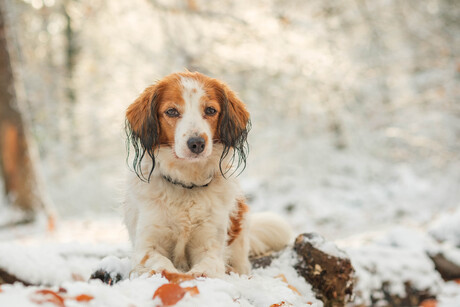 Sneeuw portret