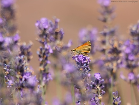 Zwartspriet dikkopje