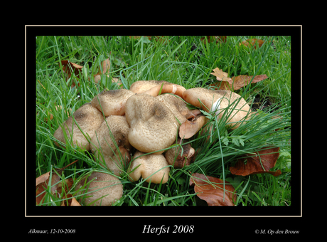 Herfst 2008-2