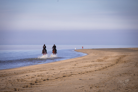Paarden op het strand