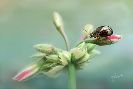 Chrysolina americana