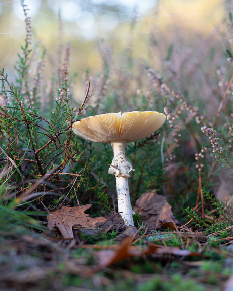 Dromerige paddenstoel