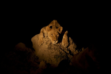 Jonge leeuw in de nacht