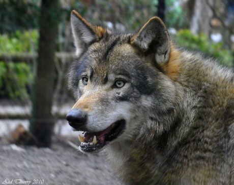 Europese Wolf