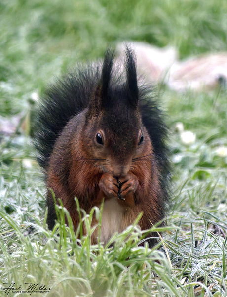 Eekhoorn (Sciurus vulgaris)