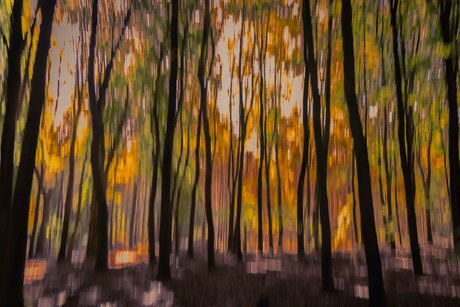 Forest painting....