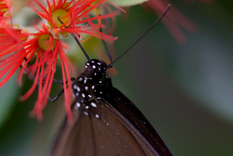 Macro vlinder
