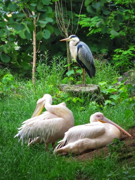 Reiger met pelikanen