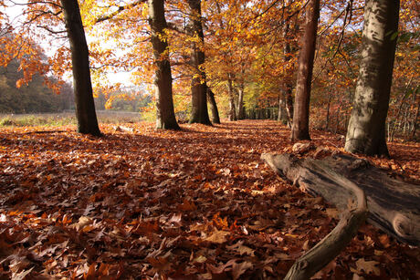 Een mooie herfstdag