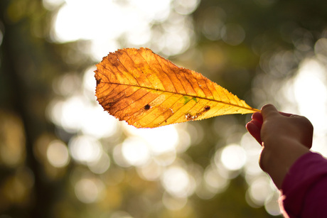 Herfstblad in tegenlicht