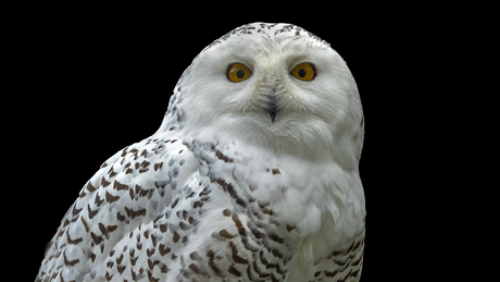 Snowy owl