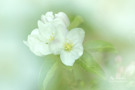 Appelbloesem macro