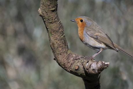 Roodborst