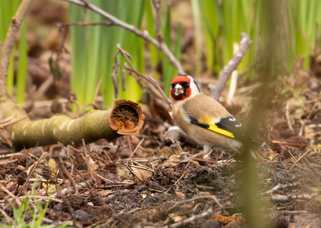 distelvink