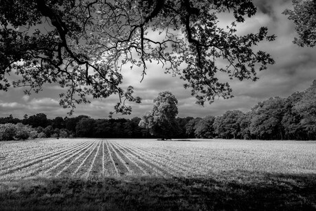 Lente landschap 