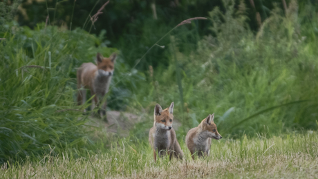 Vos met jongen.