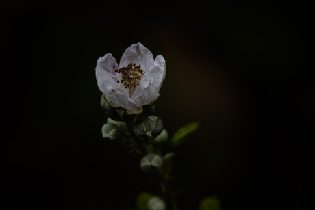 In het bos