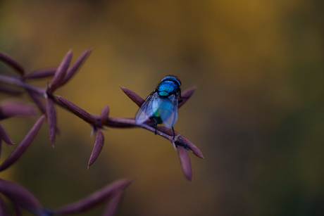 Buitenfotografie