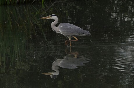 Reiger