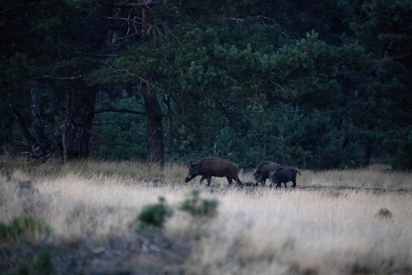 Wilde zwijnen op de Veluwe 