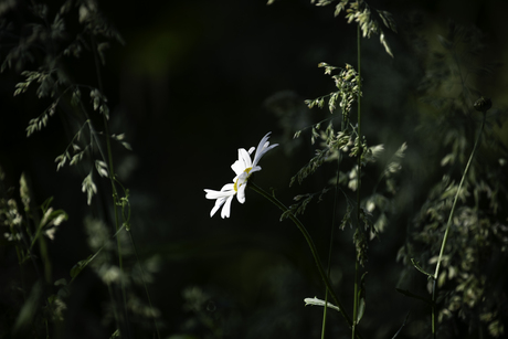 Margriet