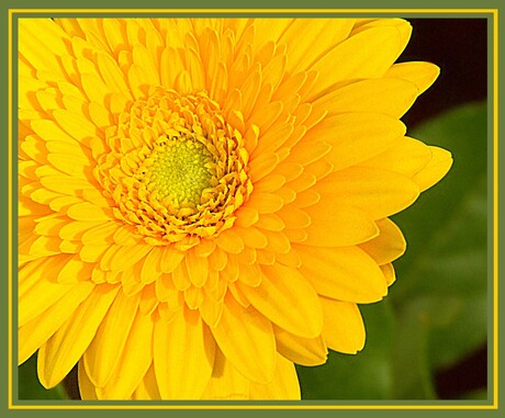 Gerbera Geel