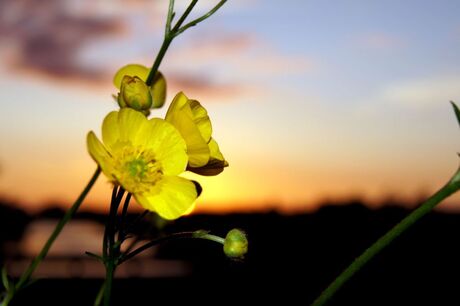 Boterbloemen bij zonsondergang