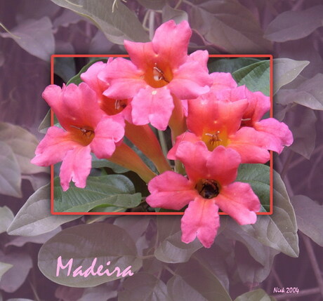 Bloemen Madeira