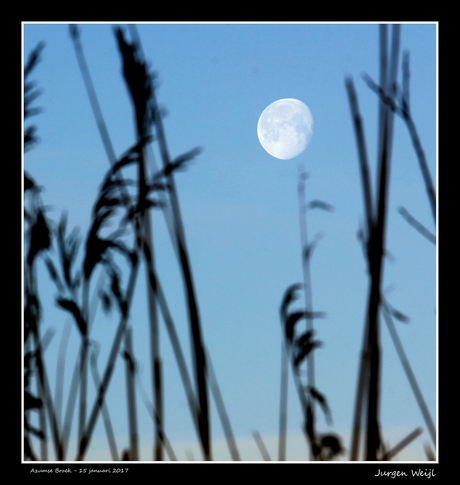 Maan en riet